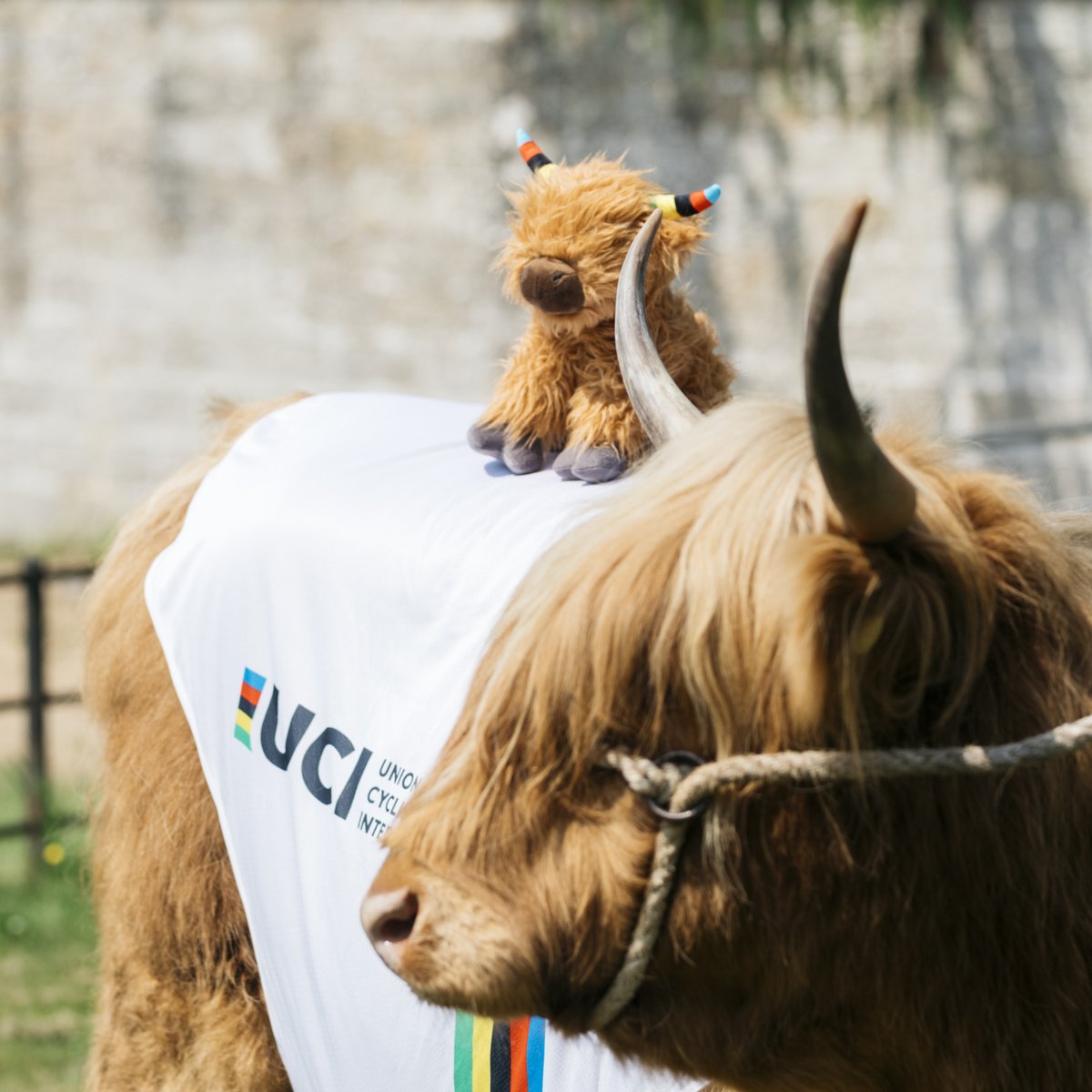 🐮  𝗜𝗠𝗣𝗢𝗥𝗧𝗔𝗡𝗧 𝗖𝗢𝗢-𝗡𝗘𝗪𝗦! 🐮

After INCREDIBLE demand, we're replenishing 𝒔𝒕𝒐𝒄𝒌 (these coo puns are still going strong...) of the Champs Coo! 

Pre-order now live, delivery by November 🔗 shop.cyclingworldchamps.com/products/uci-c…

#GlasgowScotland2023 | #PowerOfTheBike