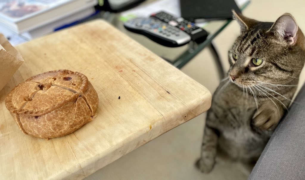 Gustronaut the Cat tweet media