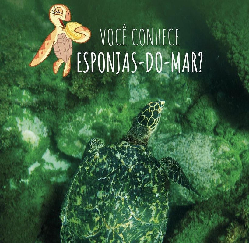 ProjetoTamarSC's tweet image. Você conhece as esponjas do mar? 
As tartarugas-de-pente conhecem bem, e adoram comê-las.
 
Tartarugas-de-pente são conhecidas por serem espongívoras (animais especialistas em comer esponjas)