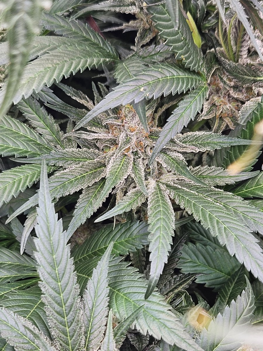 JamesHolleran22's tweet photo. @calmdownchris71 Thanks bro even the lower branches are frosty and getting fat https://t.co/TVTNViT3LX
