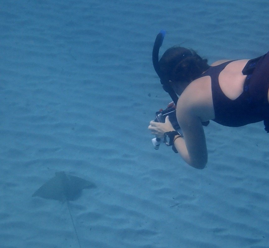 Hello #ScienceTwitter, I'm trying to manifest my dream #opportunity and hoping you can help. I'm looking for a #PhD in #elasmobranch #behavioural #ecology. I have a #masters in #marinebiology and a range of experience from <a href="/sharklab_malta/">Sharklab Malta</a>. Thank you!! 🦈 #STEM