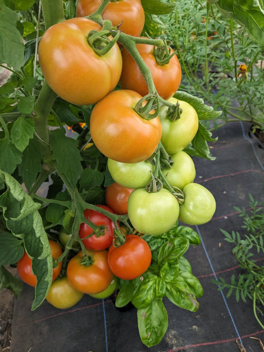 Smallholders Ireland tweet media