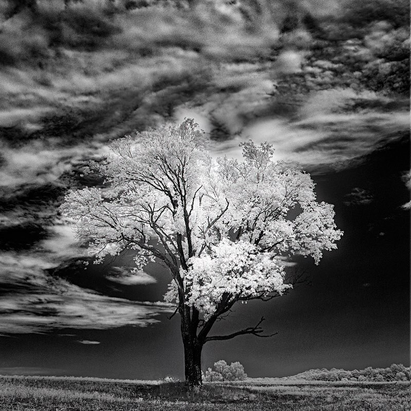 dennisbuchner's tweet photo. Lonely #art #feelings #nature #photography #moods #infrared #infraredphotography #creativeir #bnw #images #canon #ir #photography #infraredworld #kolarivision #infraredphoto #nature #landscape #irphotography #infraredlandscape #infraredcamera #nm #puremi… https://t.co/BlfjXtI6eW https://t.co/nPGsSVByVO