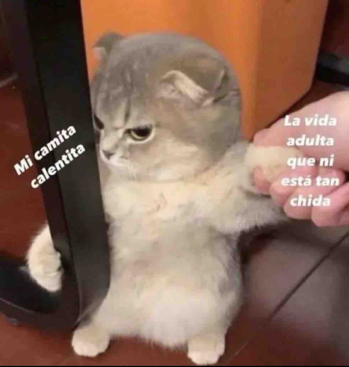 El Guarromántico (@guarromantico_) on Twitter photo 