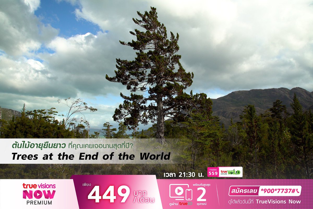 TrueVisions's tweet photo. 🌲อายุยืนยาว ที่คุณเคยเจอนานที่สุดกี่ปี? ติดตามเรื่องราวของต้นไม้ใน "Trees at the End of the World" #TrueVisions #Documentary #TreesattheEndoftheWorld #Tree #TrueExploreWild

ติดตาม "Trees at the End of the World"
ทางช่อง True Explore Wild 559 https://t.co/eZER1XCfup