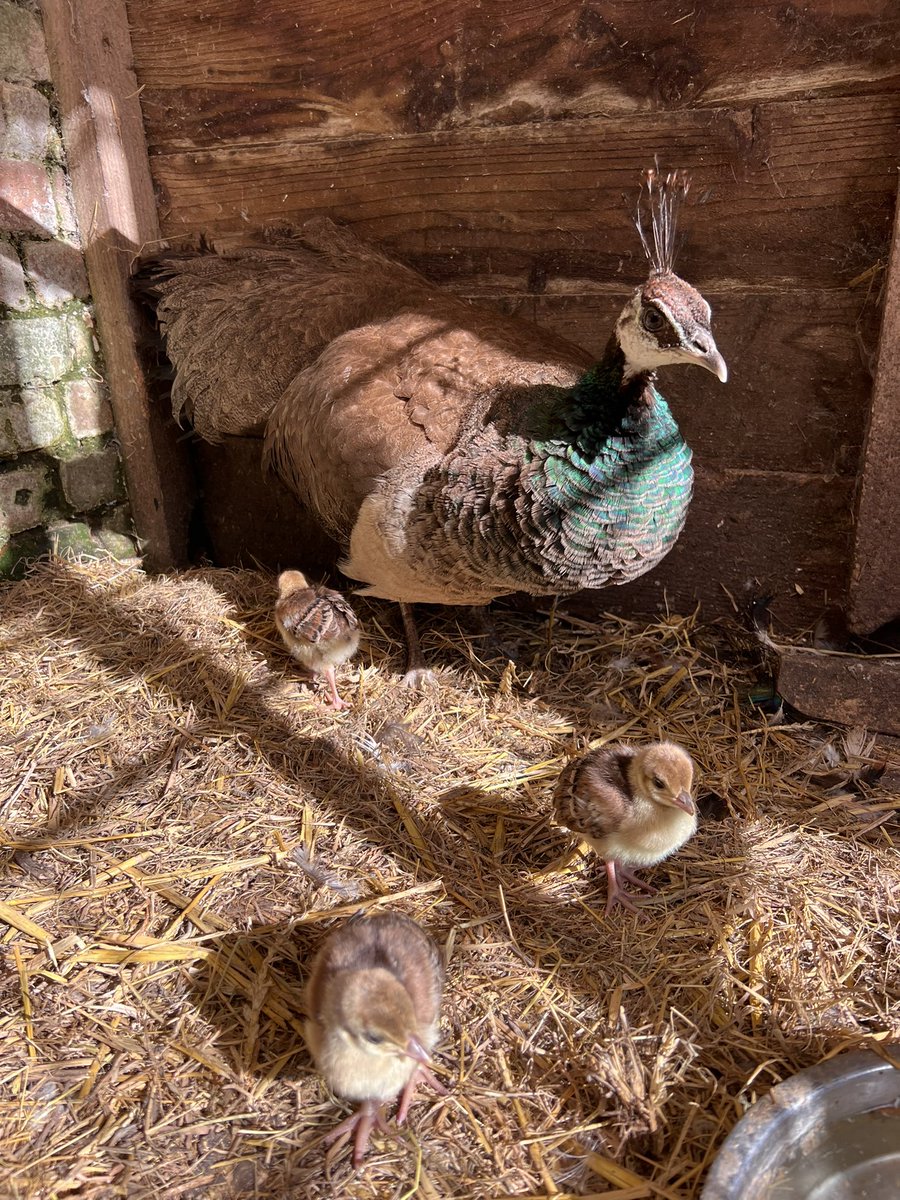 caenhillcc's tweet photo. Chick Jagger and her peachicks doing well #chickjagger #peachick #peahen https://t.co/93X5G2fJiH