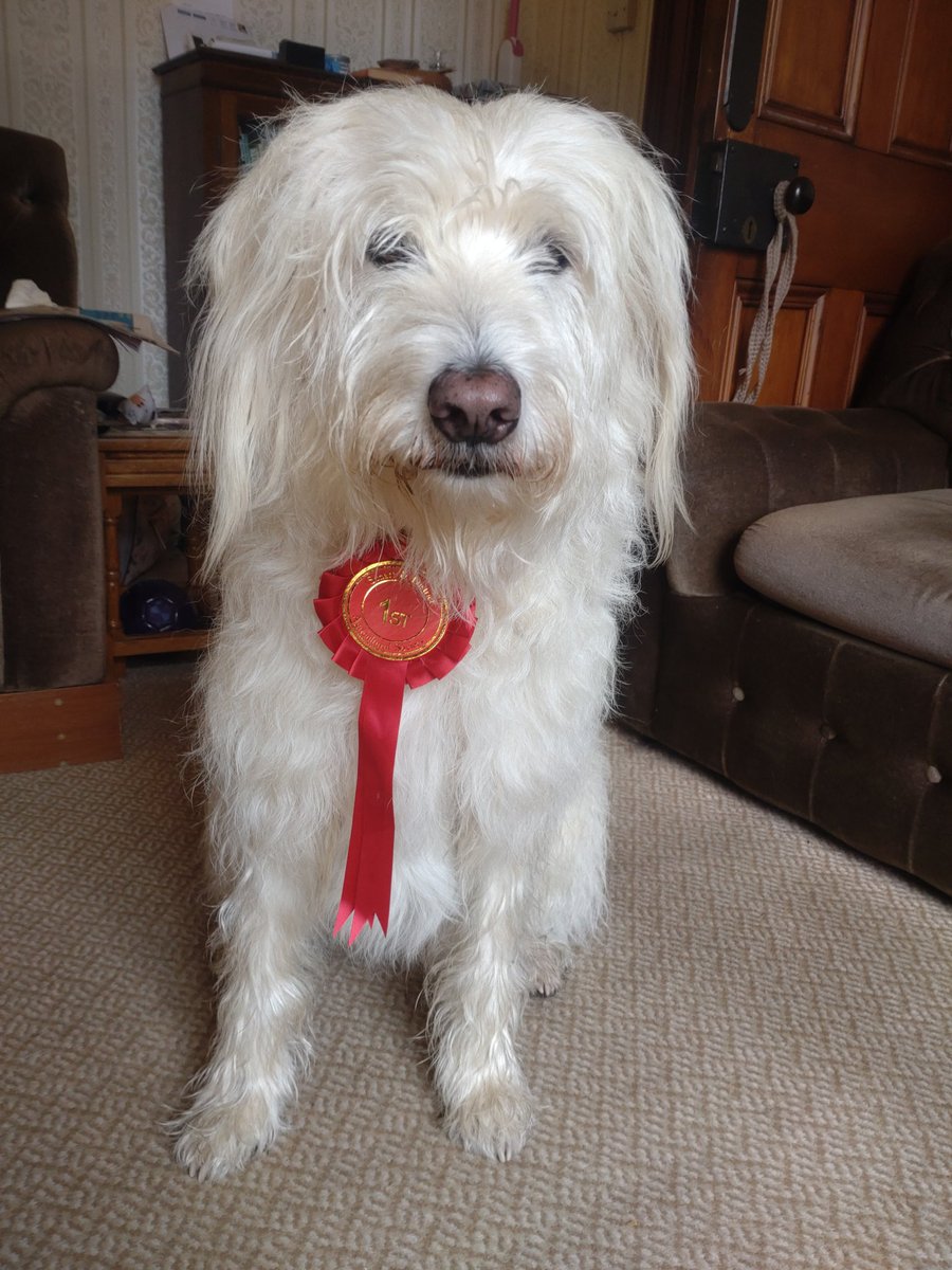 Barney won 1st prize in the Golden Oldie round of our local Sunart Dog Show. He's rightly very proud of himself!
#lovemydog #lifewithbarney #collabradoodle #scottishlife #scotland #lochsunart #feelingproud