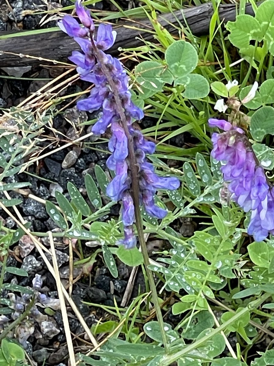 fin sommar blomma
