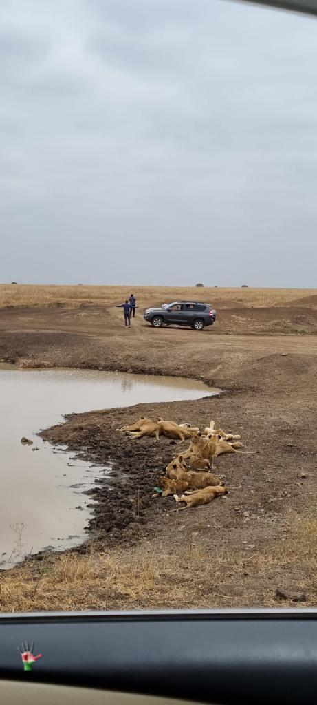 FoNNaPKenya's tweet photo. @MfaEgypt 
Let's be fair. Let's be mindful. 
We have never seen this kind of ignorance in Nairobi National Park. https://t.co/0ndYq3Pq7o