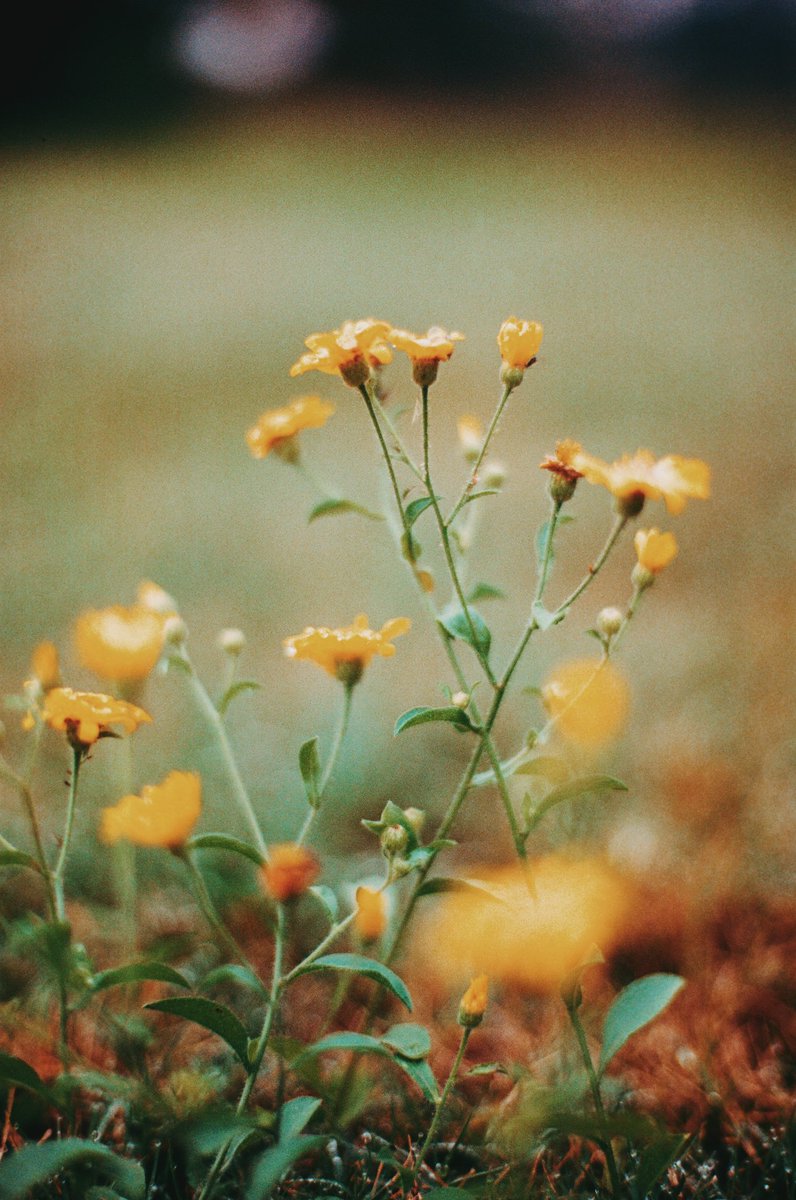 Kelsey Smith 💛🎞️ tweet media