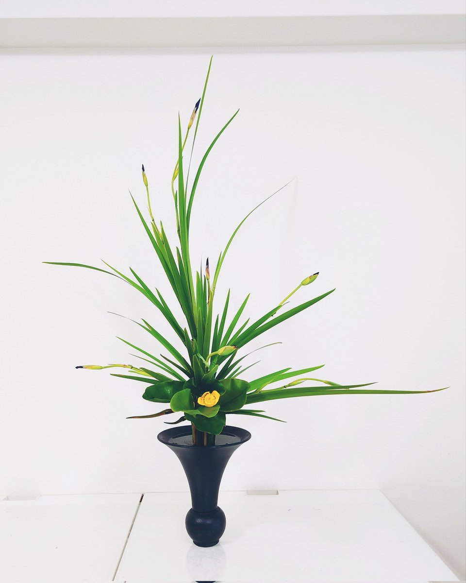 燕子花の立花。 #池坊 #いけばな #華道 #カキツバタ #燕子花 #杜若