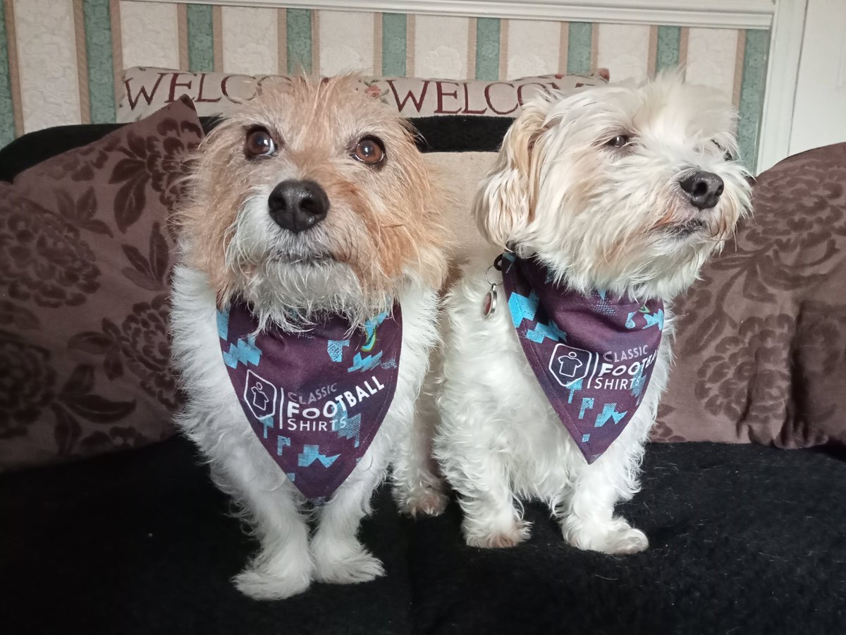 toby_tilly's tweet photo. @timeforgin7 @theterracelife Hi Max & Bec we a bit sad after our result last night, played well but tuff start against Champs Man City π. Good luck fur the season pal. β½οΈβ½οΈπΆπΆπΎπΎπ #BFC #UTC #dogsoffootball https://t.co/8TXpPpZ1Lv