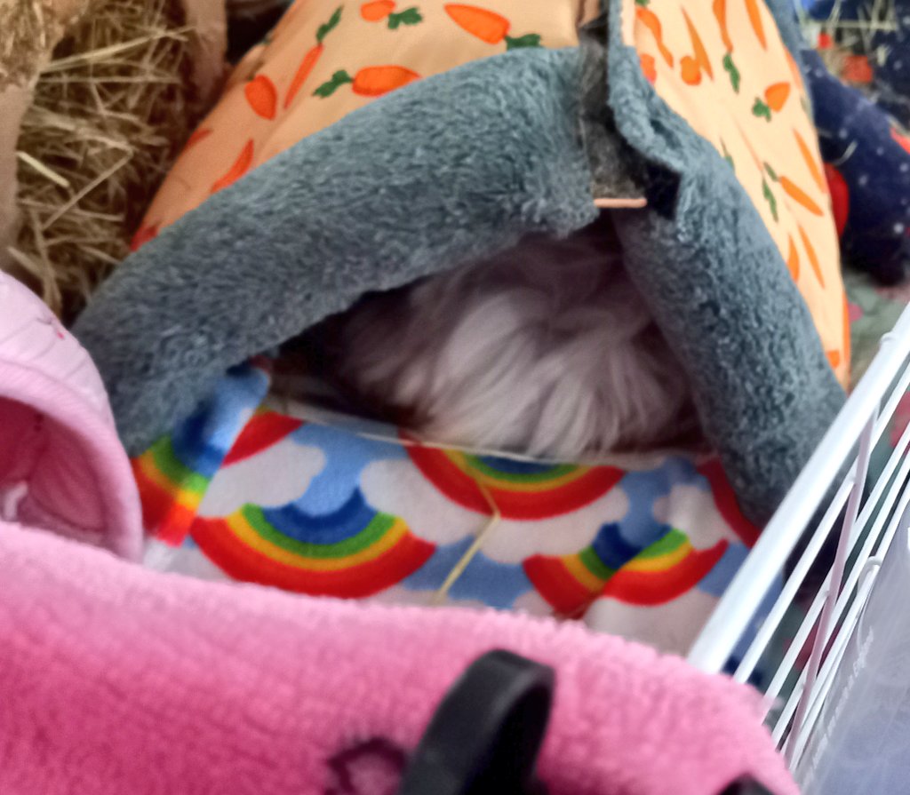 Nayuleska's tweet photo. Whoever helps me always puts hideys in a different place and my girls looked cute this morning (only Snow was in one, back &amp; front) Tulip was under the penthouse. #guineapig #piggies #wheekend #guineapigs #pets https://t.co/sSB5nv5lnN