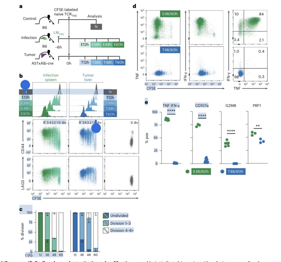 #ScienceSaturday When does T cell dysfunction start? It turns out, within hours of contacting tumor and even before T cell proliferation! Intriguing article by @MRudloffMSTP, Mary Philip and colleagues @VUMCHemOnc demonstrating this and hypothesizing that this may be due to