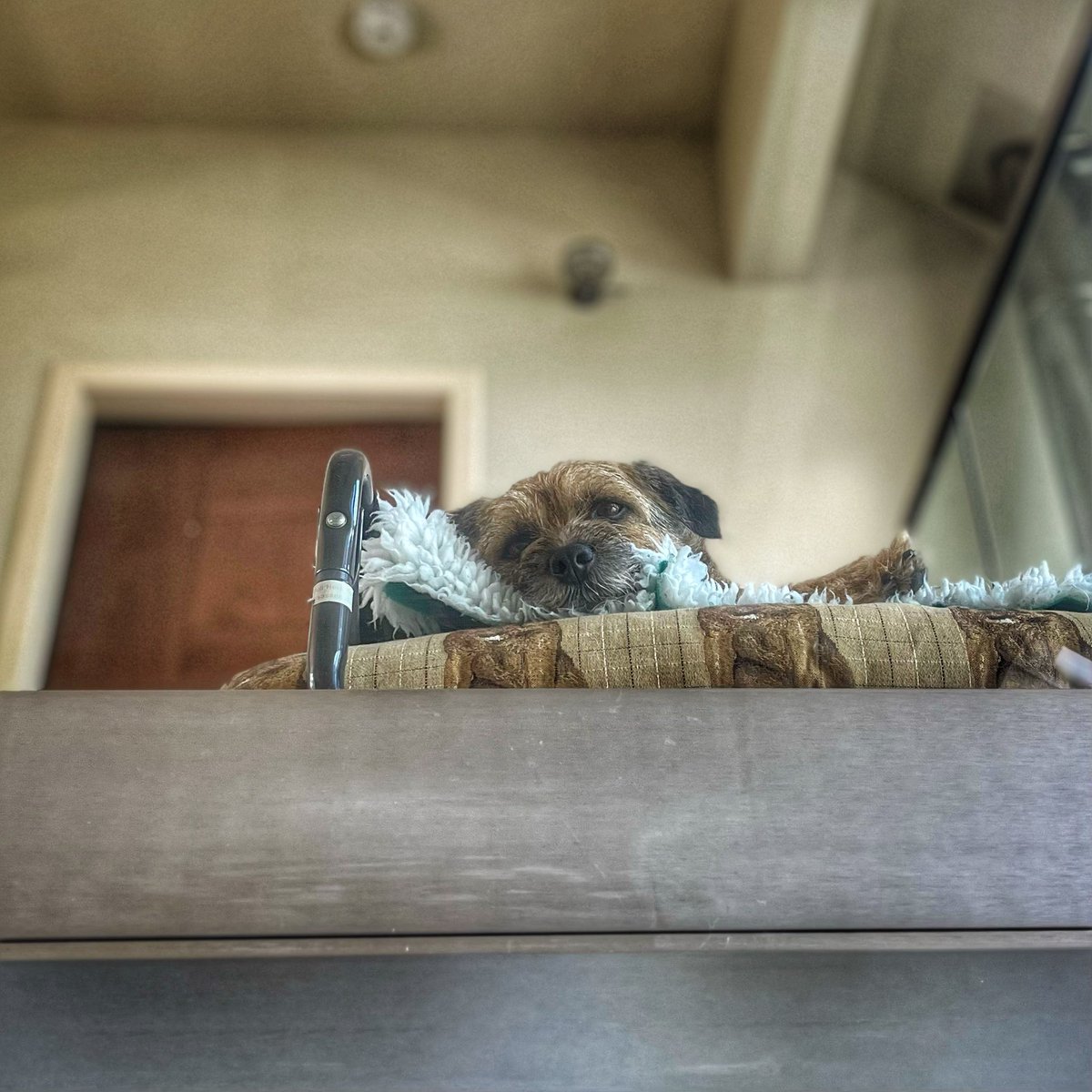 RayTheBorderOnMull 🐾 tweet media