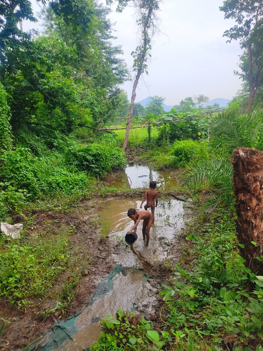 akpsriash's tweet photo. Beauty of forestside with tribal people,Ganjam and last may Bamboo, Maize and Ridge gourd 🎍gift from Tribal people.
@jnpankaj @himanshulalips
@SKDAgriMan @TheAnonymoz
@lokipalauri @aftab70782201
#CatchingFish 🐠🐋🐟
#BeautifulArea
#WithTriabalPeople
#PeacefulLife
#FarmingArea https://t.co/6gsIMjbq0n
