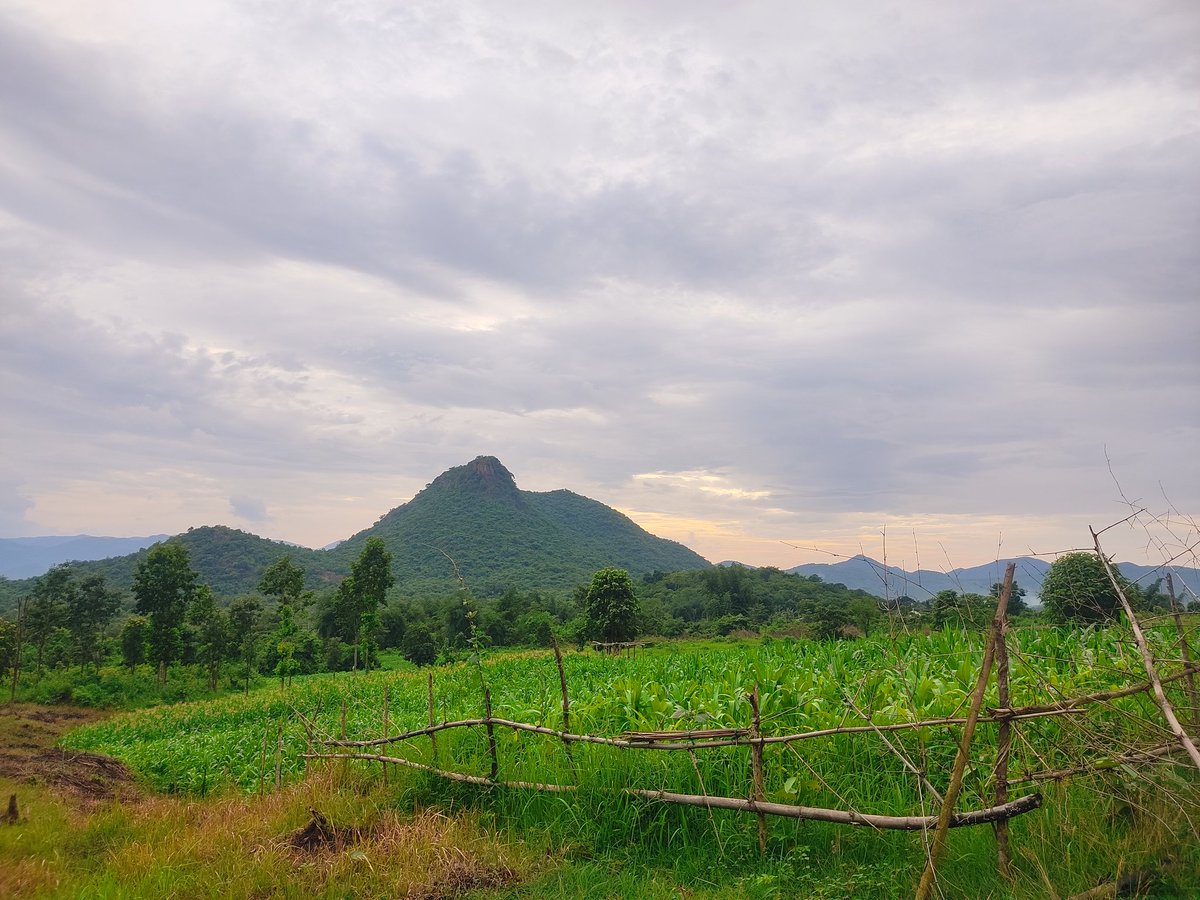 akpsriash's tweet photo. Beauty of forestside with tribal people,Ganjam and last may Bamboo, Maize and Ridge gourd 🎍gift from Tribal people.
@jnpankaj @himanshulalips
@SKDAgriMan @TheAnonymoz
@lokipalauri @aftab70782201
#CatchingFish 🐠🐋🐟
#BeautifulArea
#WithTriabalPeople
#PeacefulLife
#FarmingArea https://t.co/6gsIMjbq0n