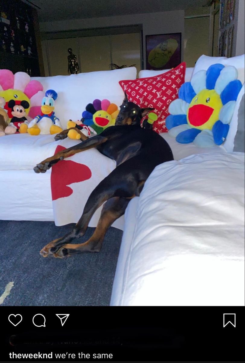 NewsWeeknd's tweet photo. Happy 6 Caesar 🎂🐾🎉❤️ https://t.co/sh9wjga9Iq