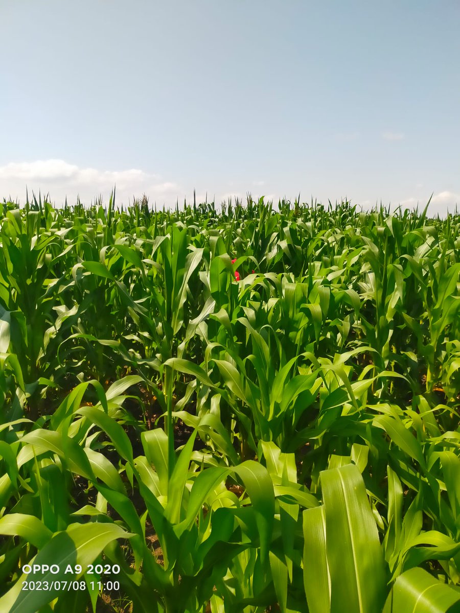 Soil Fertility Clinik Kenya tweet media