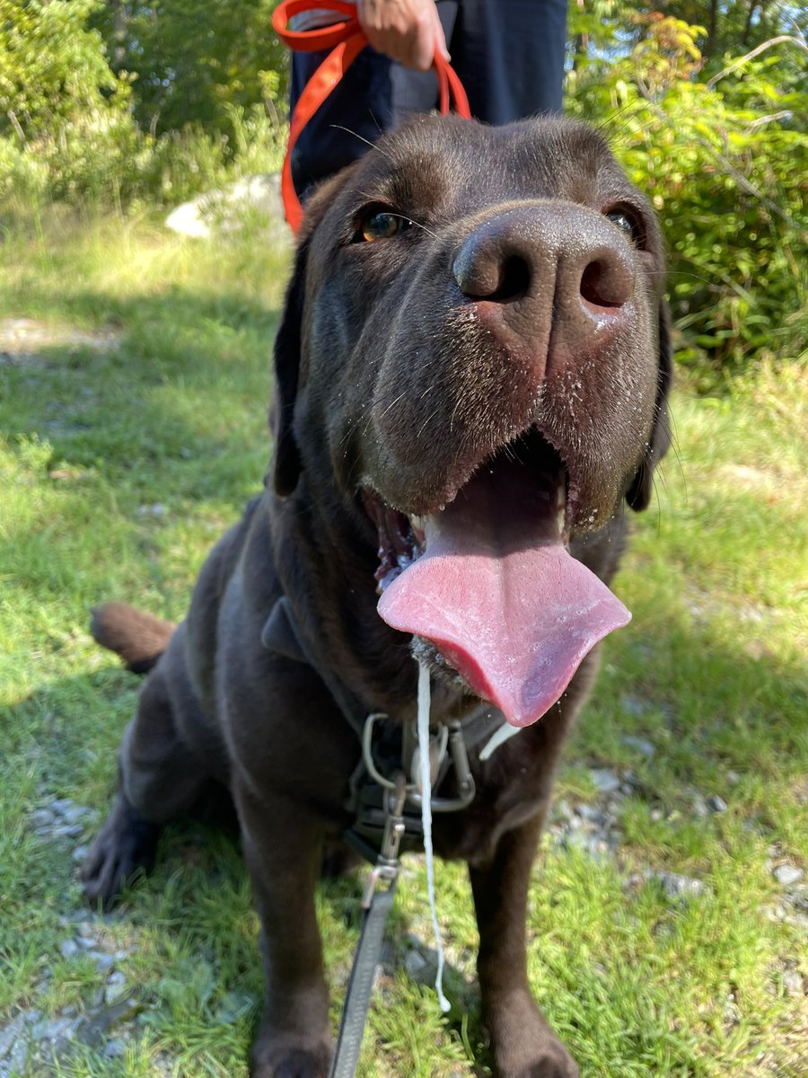 codyjakegolden's tweet image. I went out and about today #packwalk #omobedience #micheala