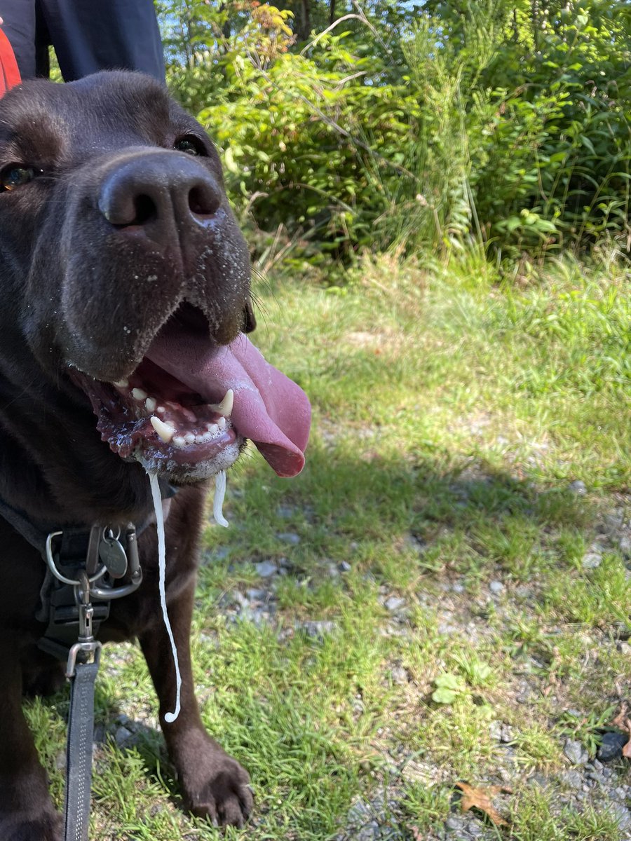 codyjakegolden's tweet image. I went out and about today #packwalk #omobedience #micheala