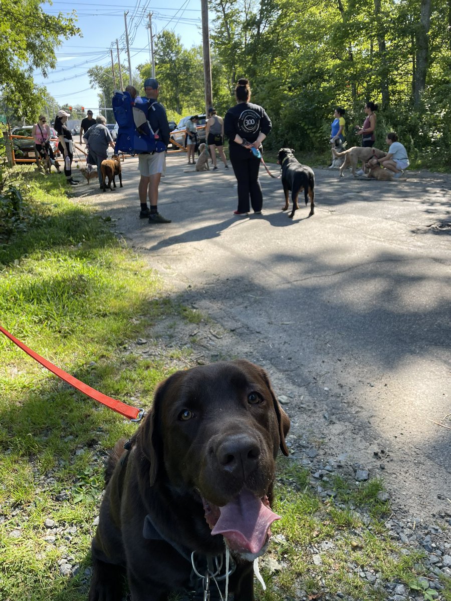 codyjakegolden's tweet image. I went out and about today #packwalk #omobedience #micheala