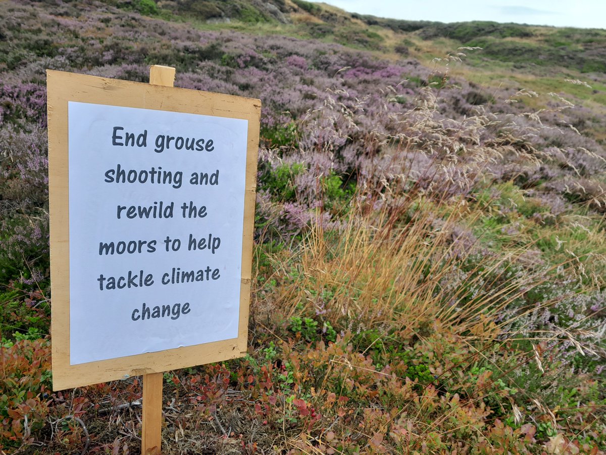 EvolvingCaveman's tweet photo. @_robsheldon @ChrisGPackham @RaptorPersUK @MarkAvery @RuthTingay @Ian_M_Thomson @natalieben @alextomo @onekindtweet @ReviveCoalition ����
Not a sign you find everyday on the moors... https://t.co/LO5em3AGMm