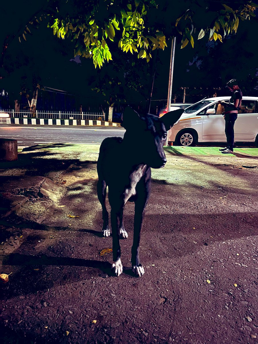 yugayatri's tweet photo. Black and white. #desidog #whitepaws #Bhubaneswar https://t.co/fpyQgbHUT2