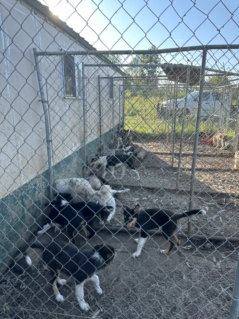 bgshelterpets's tweet photo. 🚨 CODE RED RESTART: $25 Adoptions until further notice! We rescued 79 dogs from a breeder hoarding situation last night. We need adopters and donors - and volunteers today to help bathe them! We open at 10 am. If you’d like to help with care donate at https://t.co/v2pnlfyq9c! https://t.co/tfjjaiJCrC