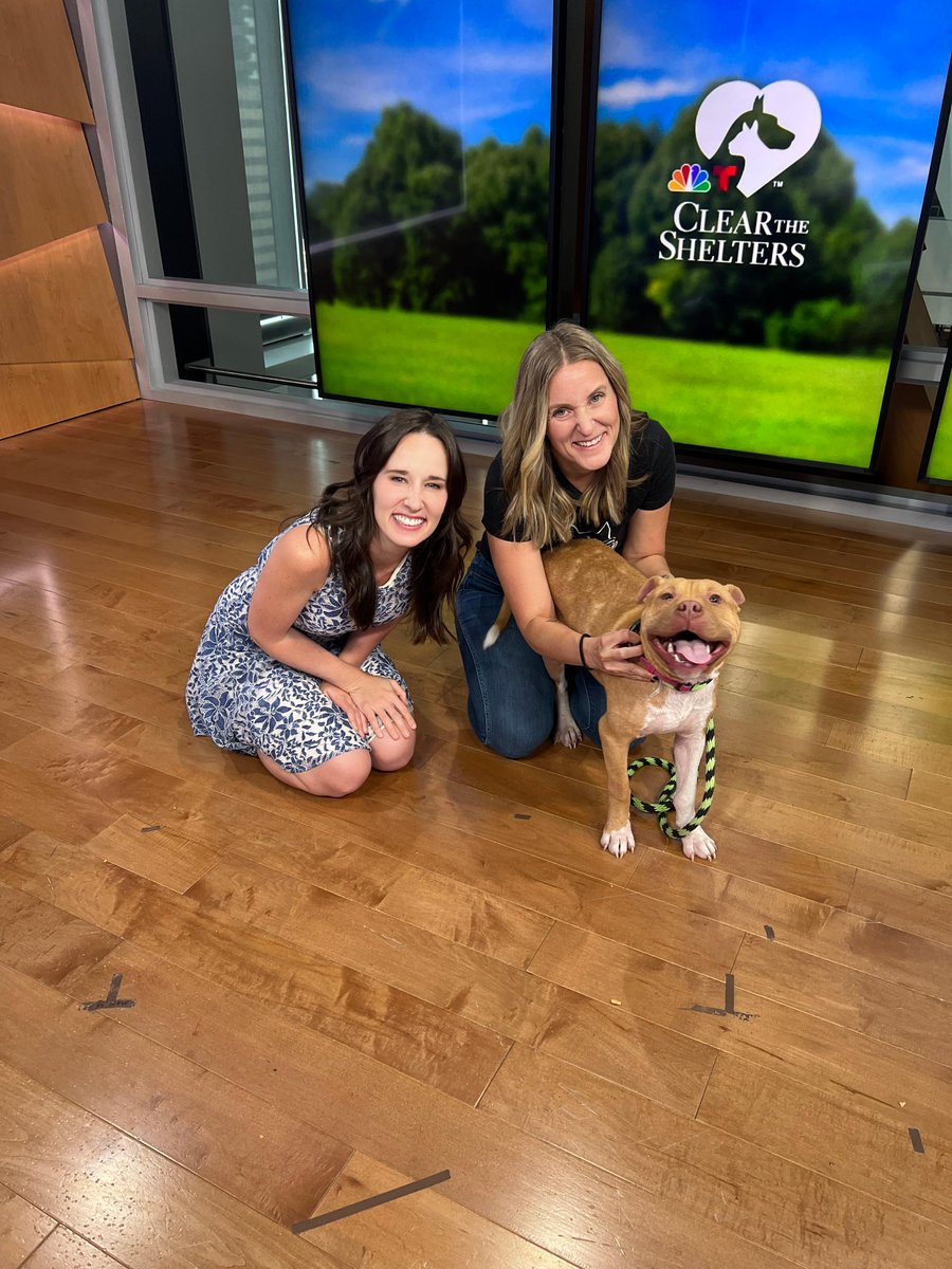 PSPCA's tweet photo. This Spongebob doesn't live in a pineapple under the sea...but he does want to live at your house.

He is the wiggliest, happiest puppy you've ever seen &amp; if you tuned in to this morning's @NBCPhiladelphia #CleartheShelters segment, you already know that.

Come meet him today! https://t.co/iNUryee3gq