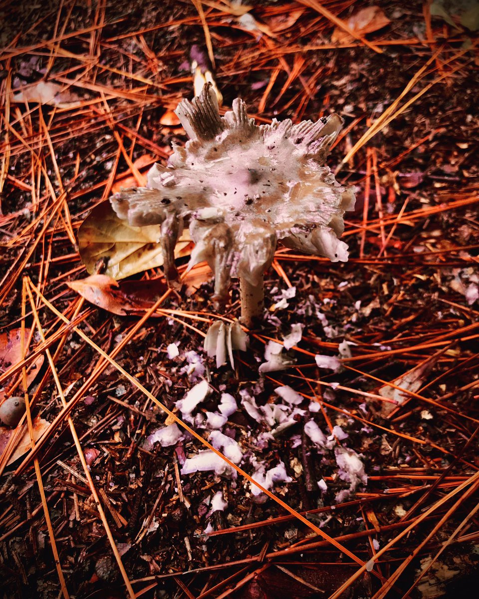 Here’s a Damaged Mushroom 
#creepyaesthetic #photography #creepyphotos #mushrooms #mushroom #creepyphotography #creepyphoto #editedphoto #editedphotography #editedpictures