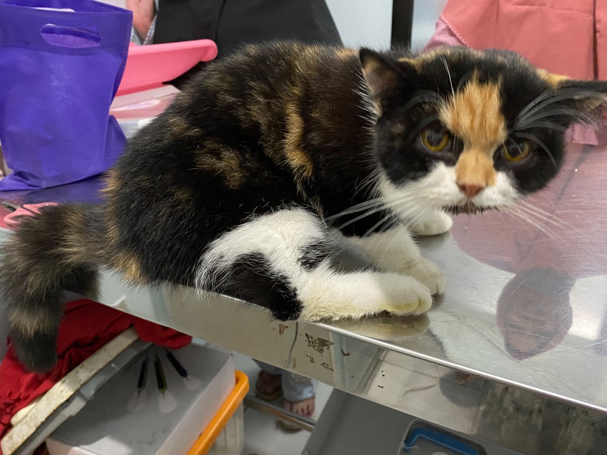 VetKuningan's tweet photo. Dokter hewan Jakarta | 081380960396

Konsultasi kesehatan hewan, pengobatan, vaksinasi, steril, house visit, petshop

#dokterhewan #dokterhewanjakarta #dokterhewanjaksel #kucingsakit #anjingsakit #dokterhewanmenteng #dokterhewansetiabudi https://t.co/OcVEBjLxzS