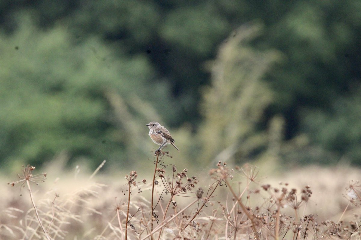 A fee photos from Papercourt this morning - several Sedge Warblers, Stonechat, Sparrowhawk. Pochard seen