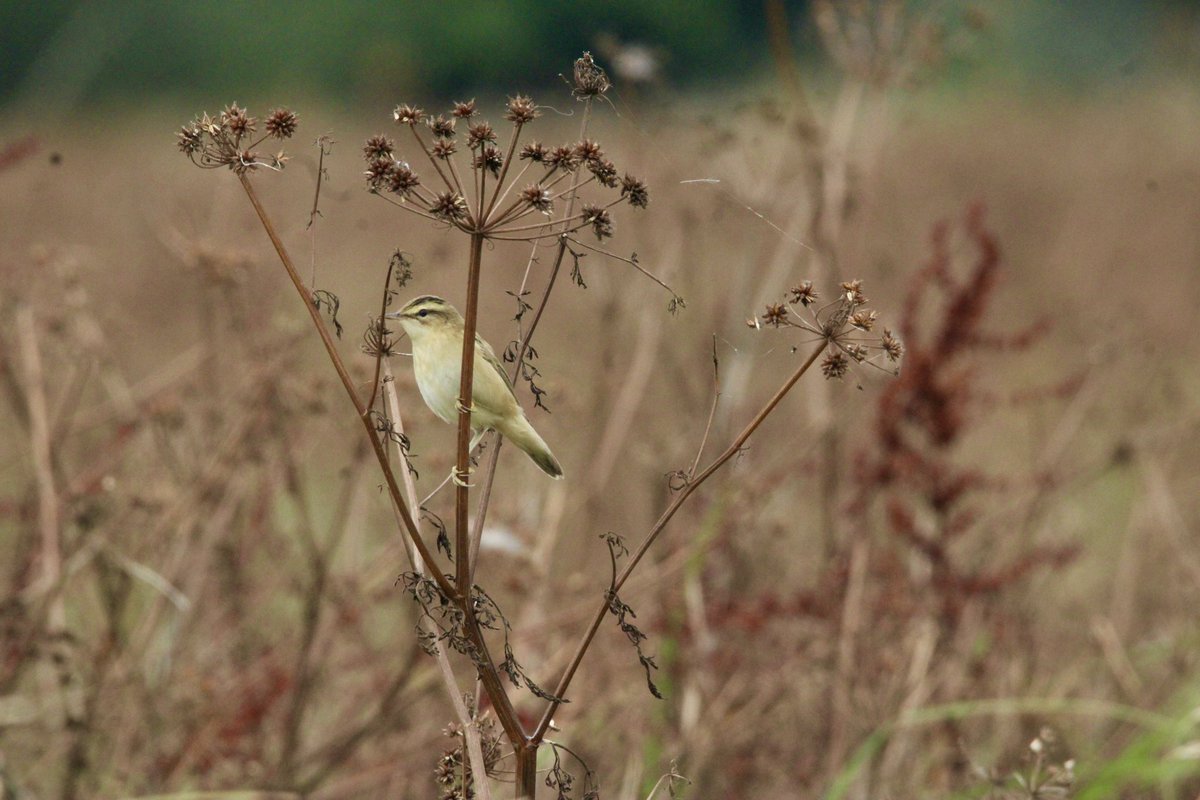 BurchellCj's tweet photo. A fee photos from Papercourt this morning - several Sedge Warblers, Stonechat, Sparrowhawk. Pochard seen https://t.co/eom5qVUvHZ