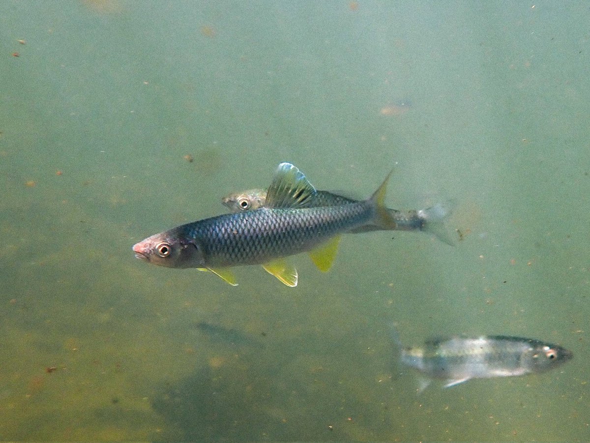 sonofdod2001's tweet photo. Steelcolor Shiner
(Cyprinella whipplei) https://t.co/UU6PFSgget