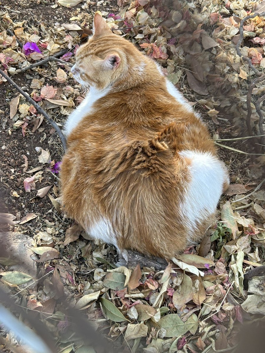 anavcoqui's tweet image. chicas sabéis que en atenas hay una atracción turística con cinco estrellas de valoración que es un gato gordisimo (pero gordo gordo) q está siempre en el mismo sitio ahí tirao..fue lo más divertido de todo el viaje