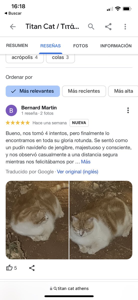 anavcoqui's tweet image. chicas sabéis que en atenas hay una atracción turística con cinco estrellas de valoración que es un gato gordisimo (pero gordo gordo) q está siempre en el mismo sitio ahí tirao..fue lo más divertido de todo el viaje