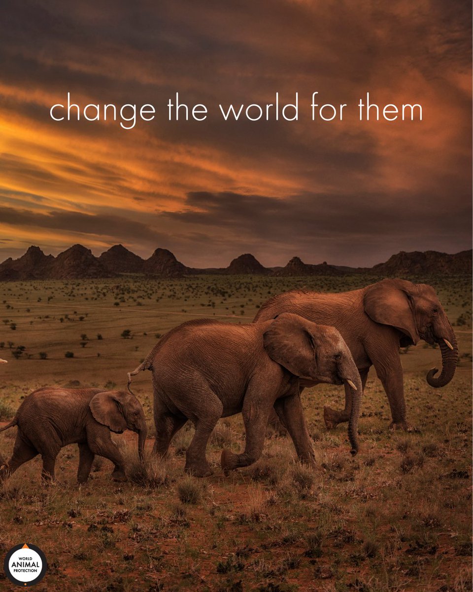 Let's change the world for them. 🐘🧡 #WorldElephantDay