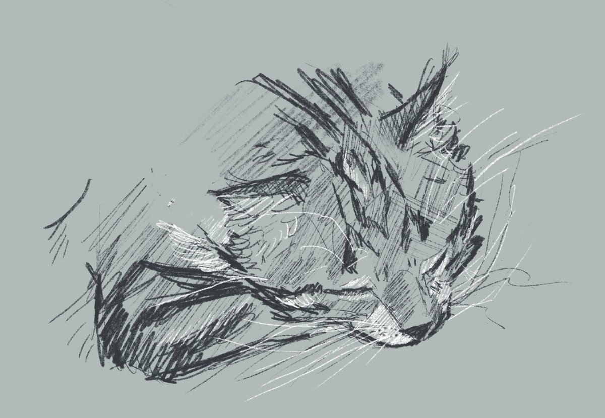 Zzzzzzzzzz #cat