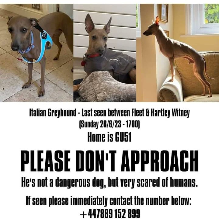 Beni is missing - week 7

It is very difficult to keep the faith at the moment. With poor weather and assuming he is now nocturnal there have been fewer calls regarding seeing our little dog. ALL calls, whether it’s him or not, are very, very welcome. Keep calling us.

#Odiham