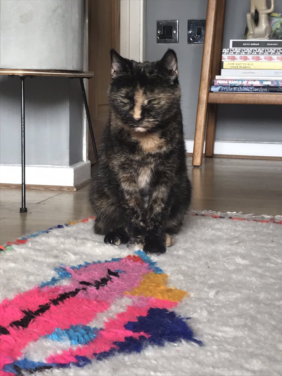 Catswhiskersuk's tweet photo. Enjoying precious moments with Etta, the once-reserved rescue cat who's now a sweet and chill companion. 🐱💕 #RescueCatBonding #backwithEtta #progressislove https://t.co/fz0Hzd3OlO