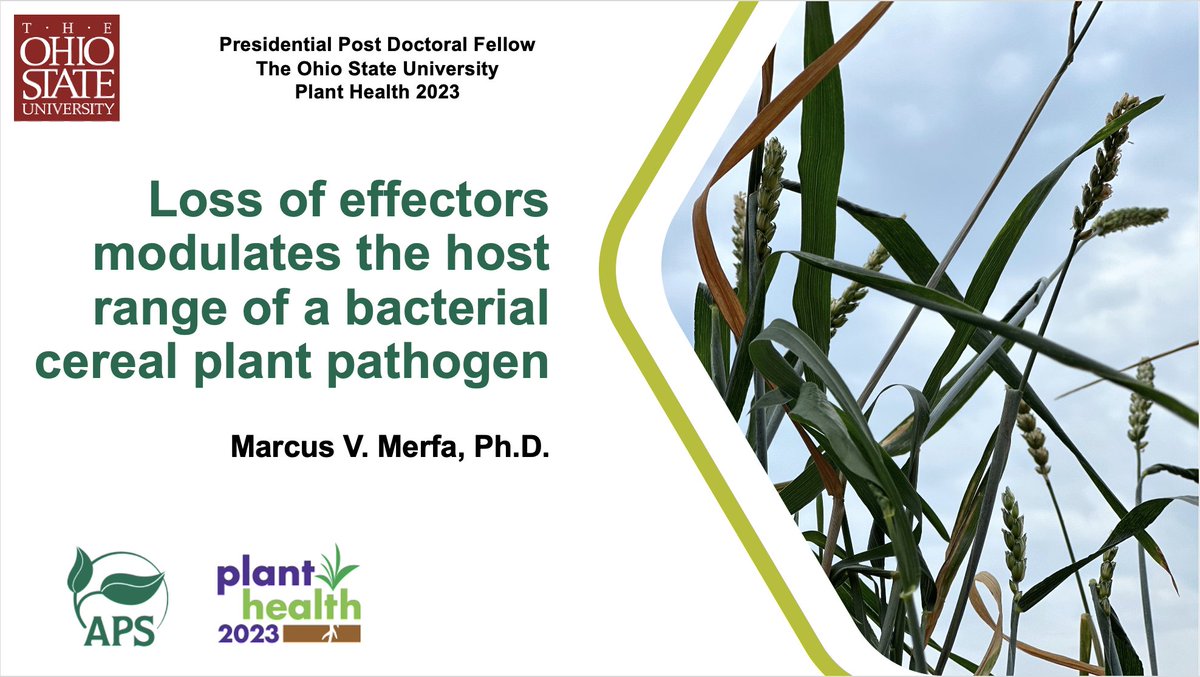 I'll be presenting back-to-back talks on Sunday. First, at Schroth Faces of the Future Symposium (Windows Room, 12:30 pm), where I'll share our results on effector loss for host range expansion of Xanthomonas translucens.