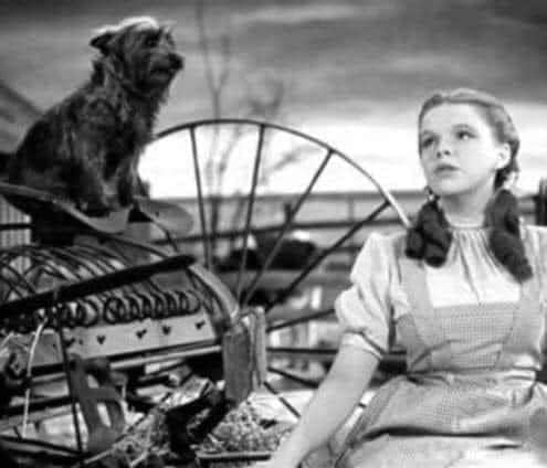 Did you know that “Somewhere Over the Rainbow” was written, not about the mythical Land of Oz, but the homeland of the Jews - Israel?
The lyrics were written by Yip Harburg, the youngest of four children born to Russian-Jewish immigrants. His real name was Isidore Hochberg,