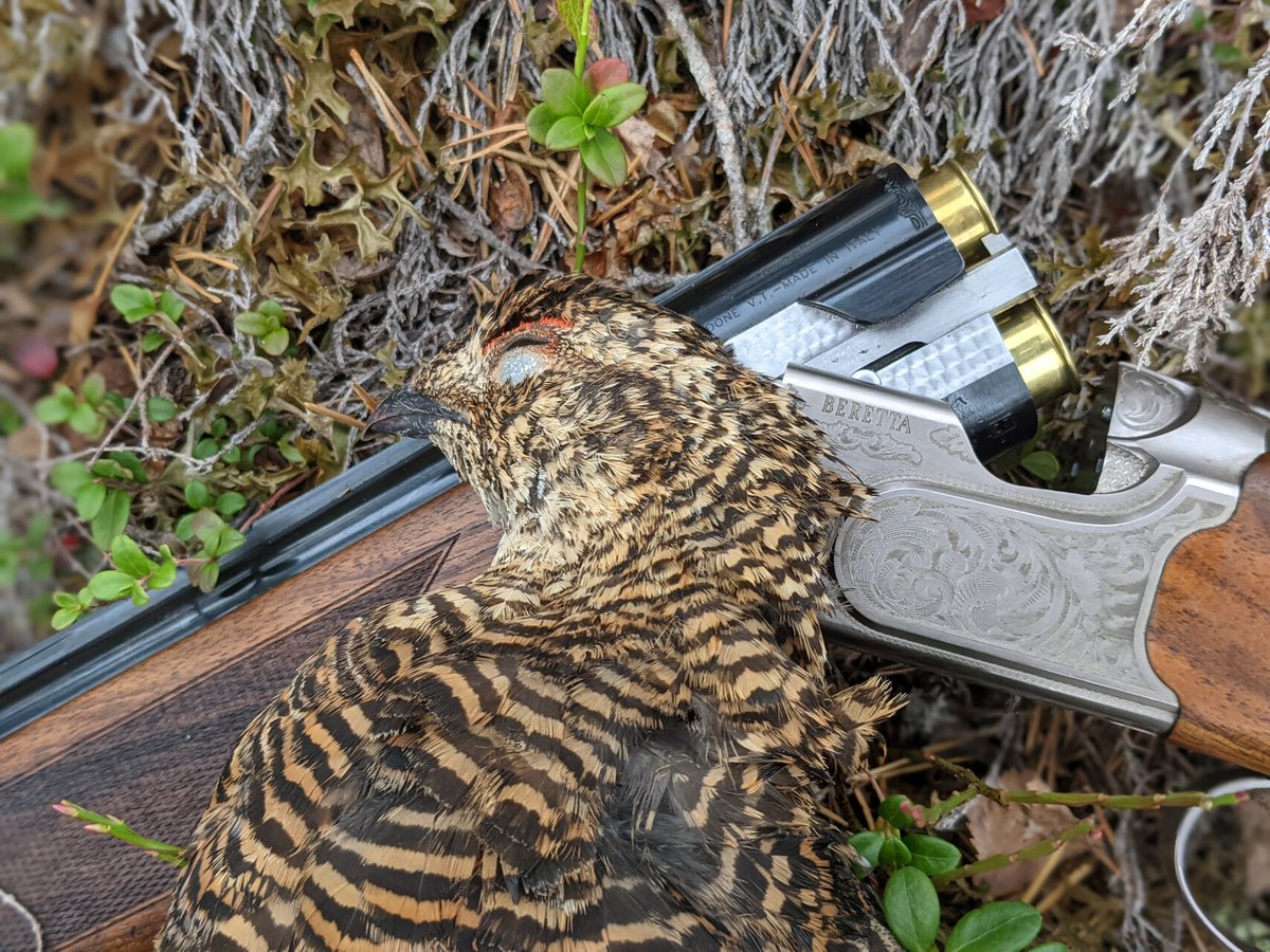 HuntersComp's tweet image. User: Andreas
Date: 2021-09-11
Country: Norway
Region: Innlandet
Species: Black grouse
Sex: female
Weight:  0.78 kg / 1.72 lbs
HuntersCompanion.com
#hunting #jakt #jagd #chasse