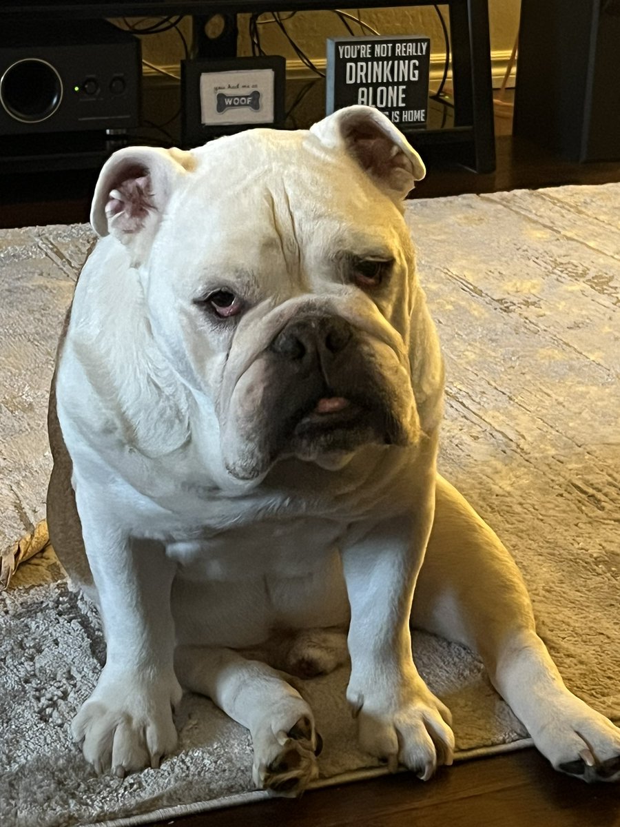 Bulldoglovers02's tweet photo. Happy 11th Birthday Harley!!  🎂🎉🎊🎈🎁  We thank God everyday to have such a wonderful boy!!  Love you lots - Mom &amp; Dad https://t.co/h4kd3CkkB2
