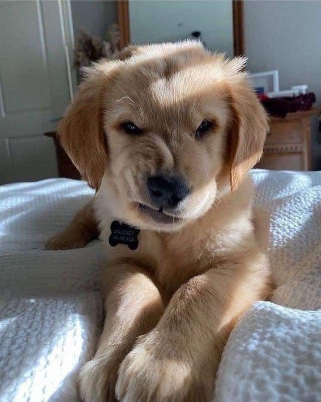 💖 (@twaniimals) on Twitter photo 