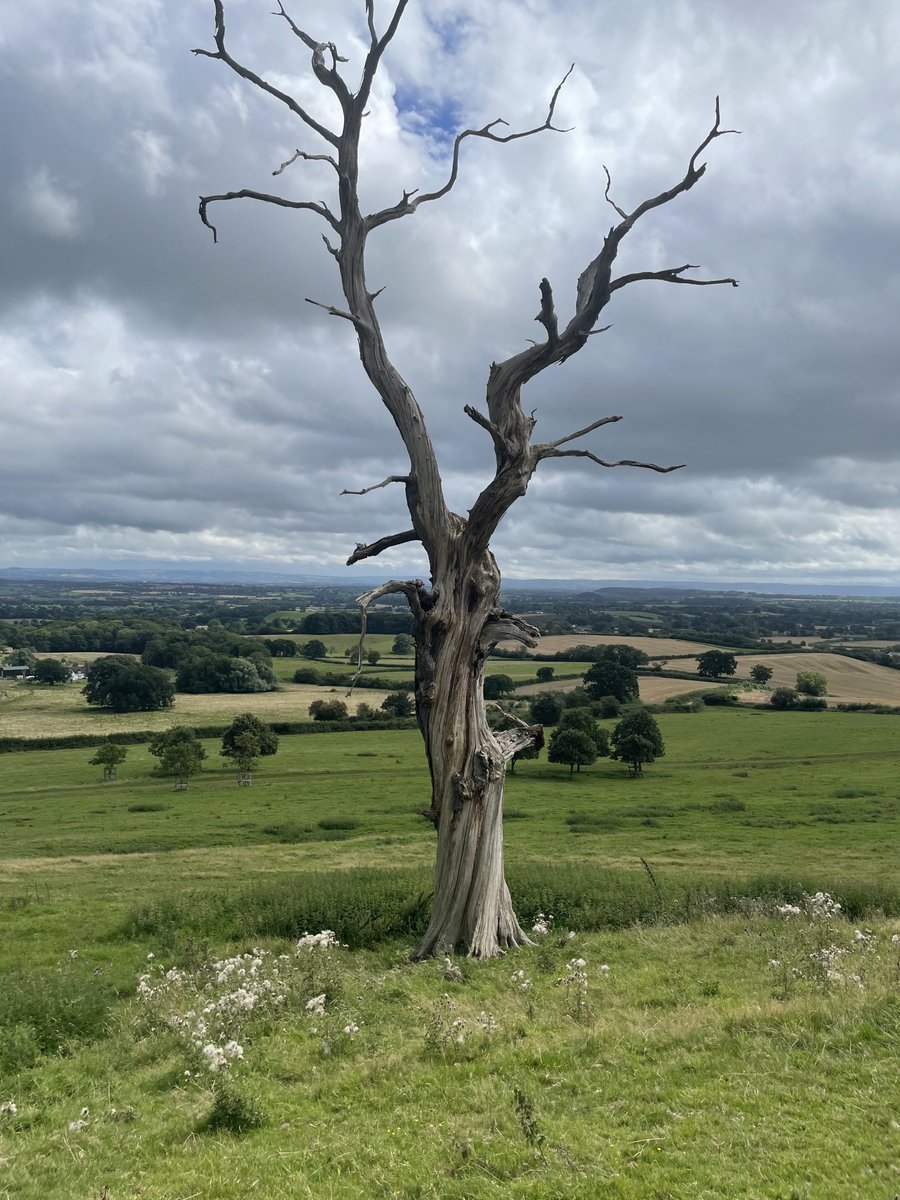 tomhfisher's tweet photo. Great trees with Leadon Vale ⁦@RamblersGB⁩ on Three Choirs Way nr Hollybush https://t.co/dWnopc9Cph