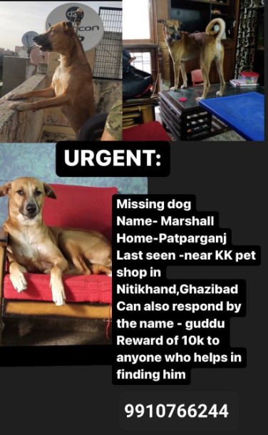 Heartfelt Appeal  This loving family has been tirelessly searching for their furry friend for nearly 6 months now. They're holding onto hope and keeping their spirits high. Let's come together and spread the word to reunite them!  #HelpFindTheirDog #ReuniteFamilies #LostDog
#Dogs