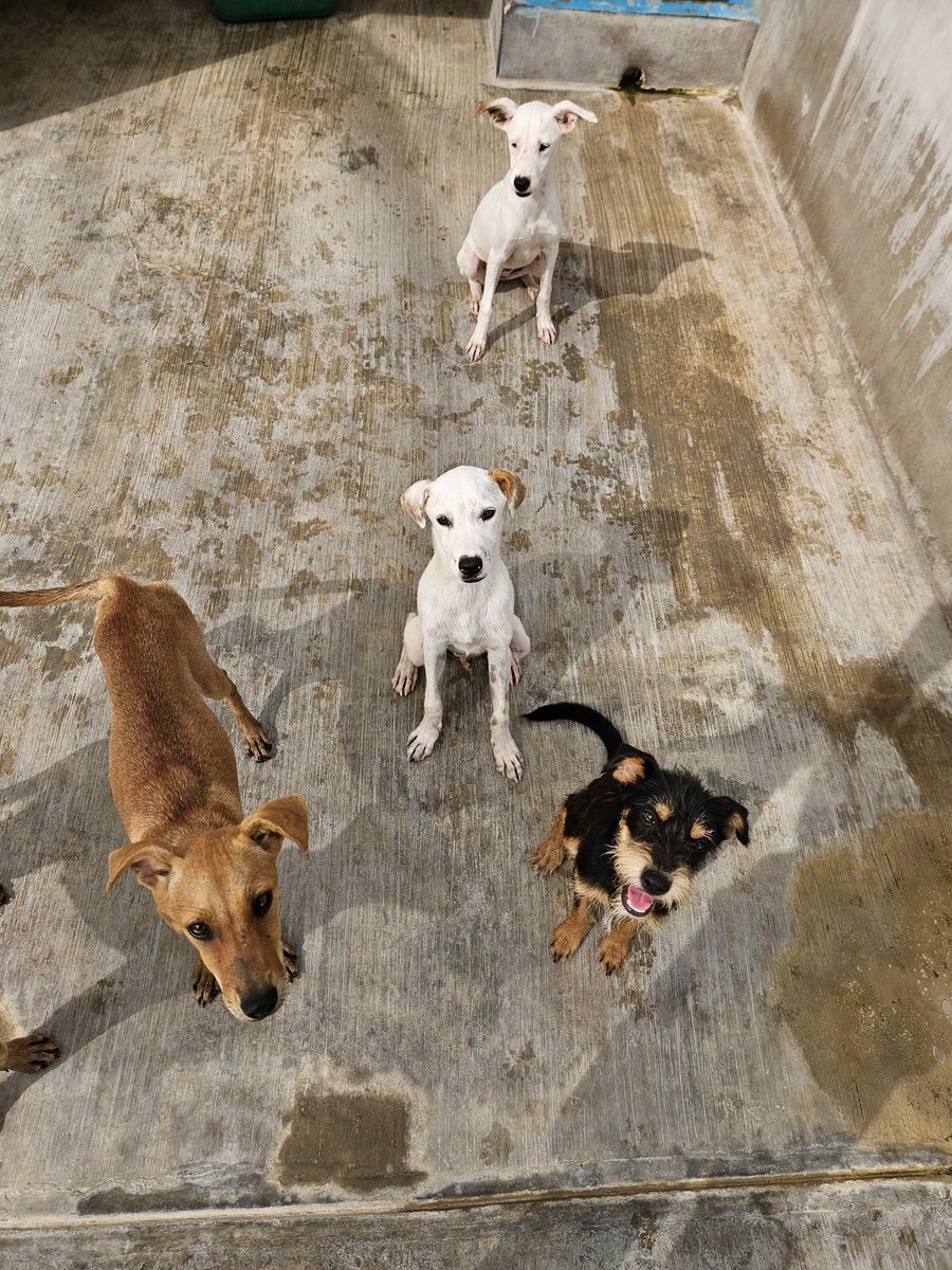 Jons_Adventures's tweet photo. Saturdays are for the puppies 😄🇲🇽 https://t.co/hY7Nq6UDvZ