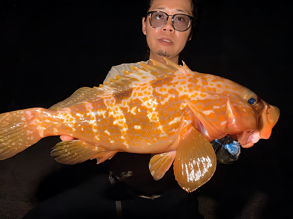 aile_fishing's tweet photo. 40upと40ある無しの2匹が釣れてくれました😊
coco77は4ピースとは思えない軽さ、感度、曲がりで凄い面白いロッドでした⭕️
新しい道具はワクワクしますね😁
そしてcoco77を転倒して折ってしまったのでメンタルブレイクしました😇

#dranckrazy
#ドランクレイジー
#ディレンジ
#finch
#フィンチ
#coco77 https://t.co/Ttv2EM89h9